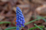 Common grape hyacinth